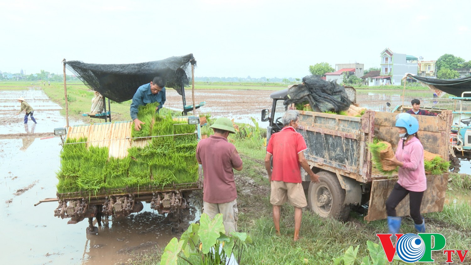 Trung tâm dịch vụ nông nghiệp thành phố Phủ Lý phối hợp với Hợp tác xã DVNN xã Tiên Hải triển khai mô hình mạ khay, cấy máy