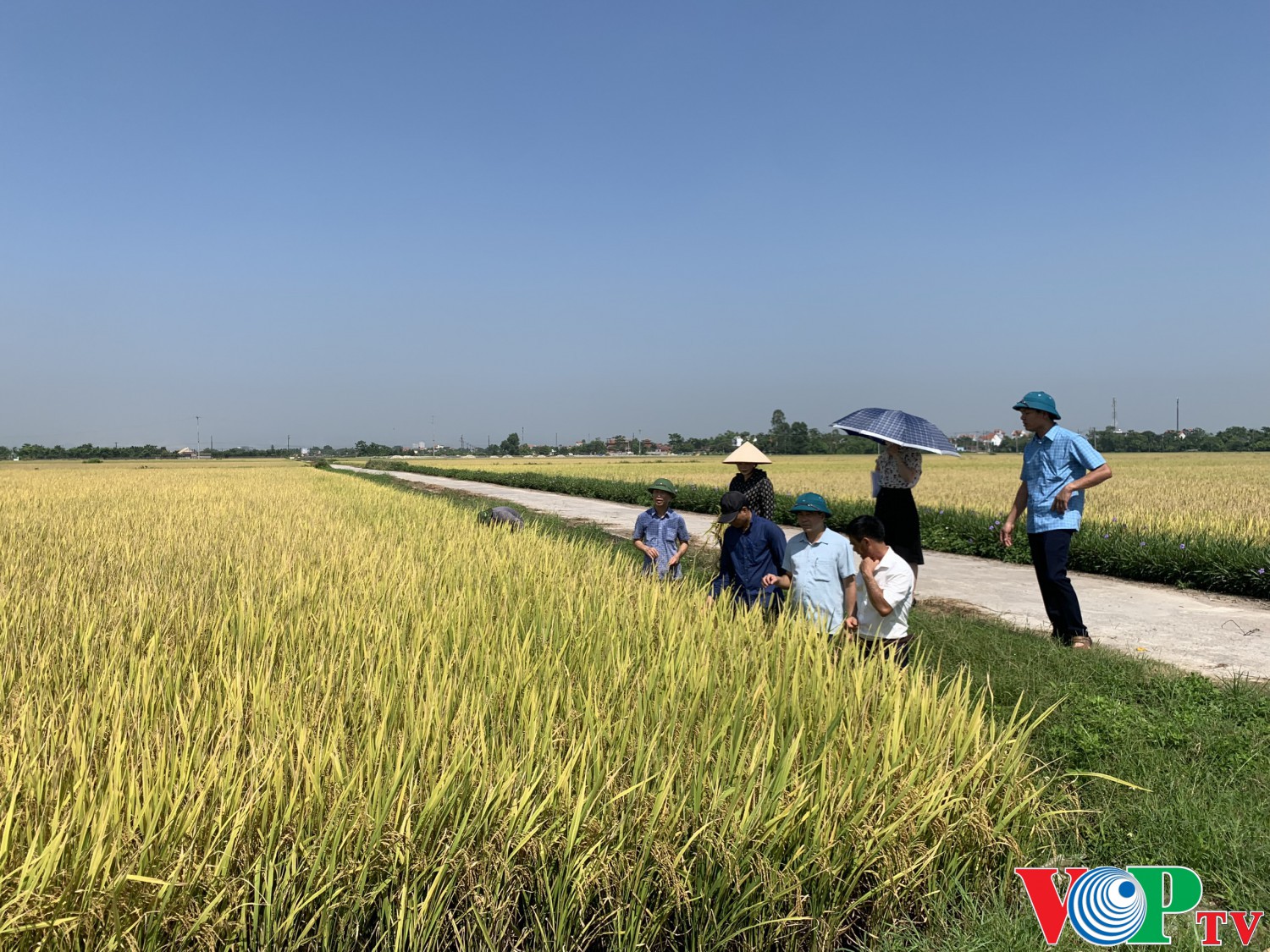 Phòng Kinh tế thành phố tổ chức đánh giá kết quả thực hiện mô hình trình diễn cấy máy thuộc Đề án “Phát triển dịch vụ mạ khay, cấy máy tỉnh Hà Nam giai đoạn 2020-2023” tại xã Đinh Xá năm 2023.