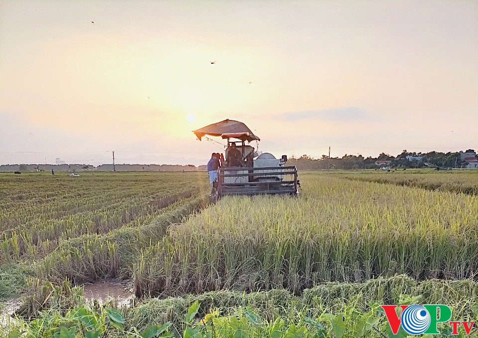 Các địa phương trên địa bàn thành phố Phủ Lý khẩn trương thu hoạch lúa mùa và trồng cây màu vụ đông