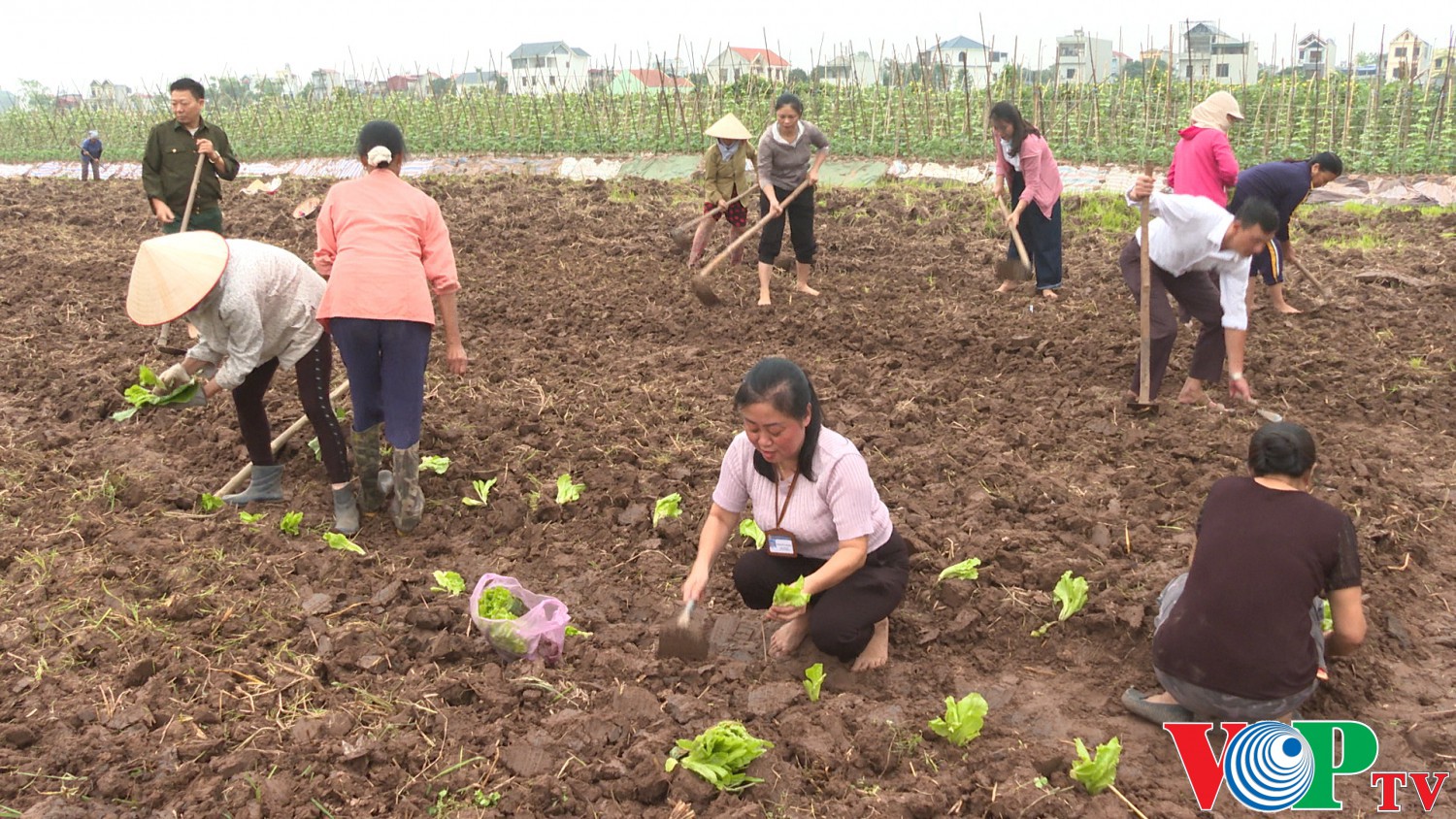 UBND Phường Lê Hồng Phong vận động cán bộ các chi hội Phụ nữ và Nông dân ra quân trồng cây màu vụ đông trên diện tích đất gối vụ